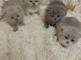 BKH Kätzchen zu verkaufen