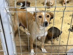 Jungmama Kira sucht Ihre Familie