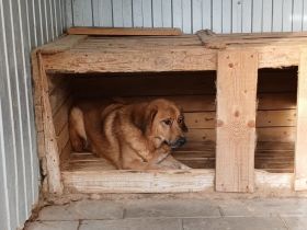 Sanftmütiger Snape sucht sein Zuhause