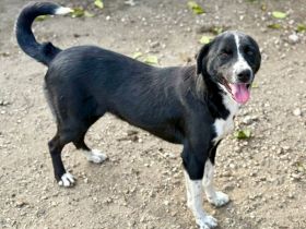 Ezra, 2 Jahre alt, freundlich, Menschen bezogen, möchte in ihrem Zuhause ankommen