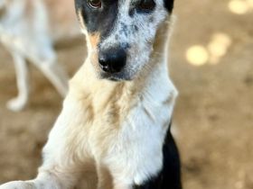 Spotty, weiß-schwarz, 2 Jahre alt, sehr zutraulich, möchte adoptiert werden