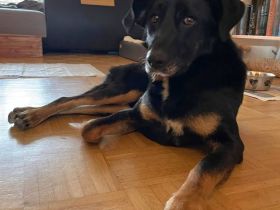 Ikarus, auf PS in 87700 Memmingen, freundlich, aufgeschlossen, auf der Suche nach seinen Menschen