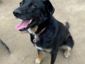 Ikarus, freundlich, aufgeschlossen auf der Suche nach seinen Menschen