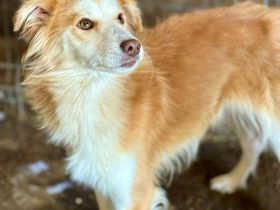 Keno, jung, freundlich, verspielt, sucht die richtigen Menschen