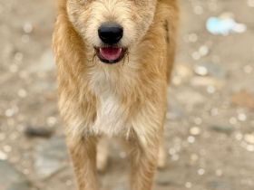 Edi, ruhig, freundlich, ein angenehmer Vertreter seiner Rasse