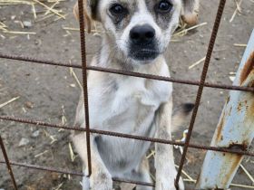 Haribo, schmusig, Menschen bezogen, freundlich, sucht vor dem Winter ein warmes Körbchen