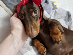 Kurzhaar-Kaninchen-Dackel