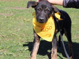 Zarte Seele Rusty sucht seine Menschen