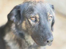 Ausgeglichene Hundeseele Lobelia sucht ein Zuhause