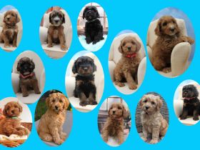 Tibet-Doodle-Welpe F1 aus familiärer Vereinszucht(mit Papiere), Auszug zu Weihnachten