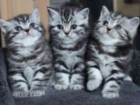 Gryffindors hat zauberhafte TabbyTiger!