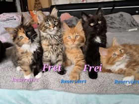 Maine Coon Kitten suchen ab dem 16.12.25 ihr Für-immer-Zuhause