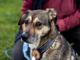 Sanfte Seele Fido sucht seine Menschen