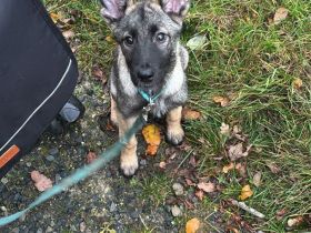 Loki sucht ein schönes zu Hause