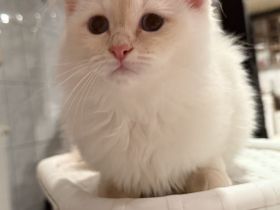 Heilige Birma Kater Kitten