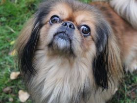 Rudolf, Pekinesensenior, geb. 2014, sucht ruhiges Zuhause