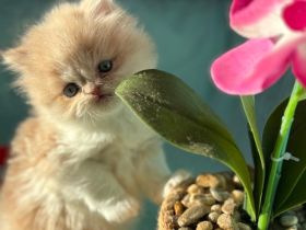 BLH-Persermix Katzenbaby