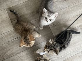 BKH Kitten, Katzenbabys