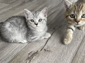 BKH Kitten, Katzenbabys