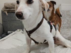 Hündin Phillipa / kastriert / derzeit noch in Griechenland / vorgemerkt