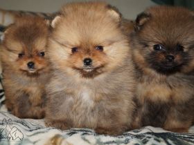 Süsse Reinrassige Pomeranian Welpen
