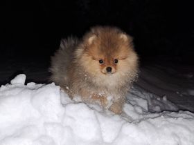 Süsse Reinrassige Pomeranian Welpen