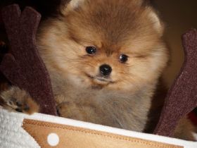 Süsse Reinrassige Pomeranian Welpen