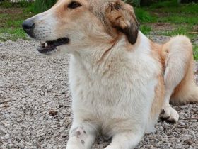 Hündin Sofia / kastriert / derzeit noch in Griechenland / reserviert