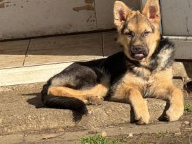 Feli überzeugt mit zauberhaftem Wesen