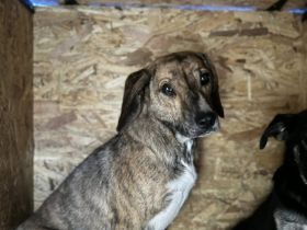 Wer lockt Tabby aus ihrem Schneckenhaus?