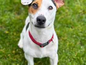 Tequila in 24576 Weddelbrook sucht ihr Für-immer-Zuhause