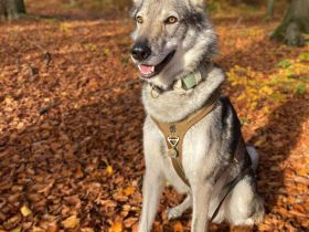 Floki in 93164 Laaber sucht sein Für-immer-Zuhause