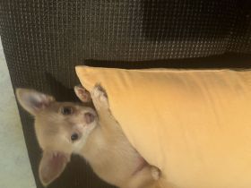 Dobby sucht noch immer ein Zuhause für immer