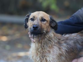 Lioness - sucht ein Zuhause in ruhiger Umgebung