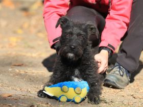 Luca - sucht das beste Zuhause