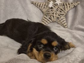 Cavalier King Charles Spaniel Welpe mit Ahnentafel
