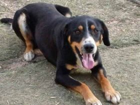 SIMBA , Junghund, Rüde, Schwarz-braun-weiß-Traumhund sucht Für-immer-Zuhause