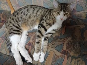 6 monate alte getigerte Katzendame