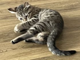 Noch 3 Mega verschmuste bengal Bkh mix kitten ab sofort