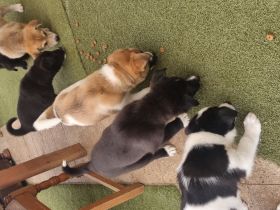 Husky-Malinois Welpen