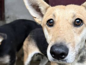 Freundliche Siri sucht Familienanschluss