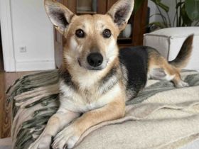 Freundliche Siri sucht Familienanschluss