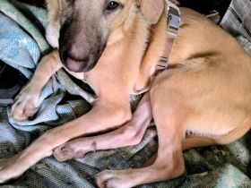 Kangalmix Nevio Rüde ca. 1 Jahr wartet noch immer in 06347 voller Hoffnung auf sein eigenes Zuhause