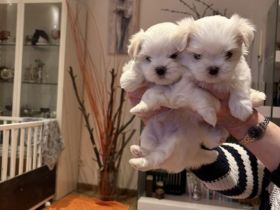 Zwei Malteserwelpen Rüden zuverkaufen