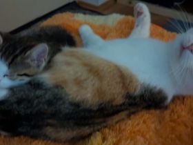 Alle Katzen wurden reserviert, Anzeige gibt es noch wegen den Kontaktaufnahmen zu den Interessenten