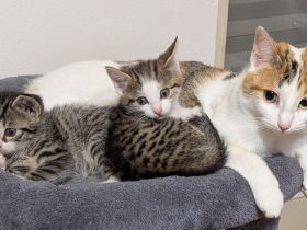 Liebe 1 jährige Hauskatze + 3 Kitten sucht ein neues Zuhause, ab dem 20.12. auch zu zweit