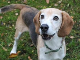Otto, Beagle, geb. 2014, ein Sonnenschein auf 4 Pfoten