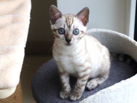 Reinrassige Bengal-Kätzchen - WhatsApp +49 1578 3003637