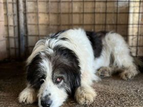 Sanftmütige Lovelle sucht geduldiges Zuhause