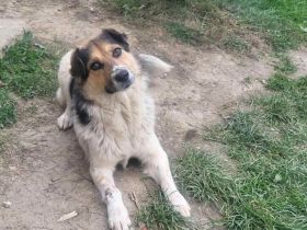 Anhängliche Seele Stina sucht Familie!